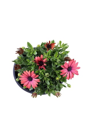 3'lü Bodrum Papatyası Canlı Bahçe Balkon Çiçekleri Saksılı 15-30cm