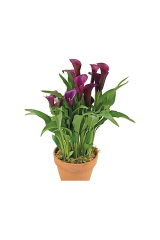 Gala Gelin Çiçeği Calla Lily - Bordo 10-20 Cm