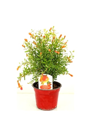 Bodur Süs Narı Fidanı 25 -30 Cm Saksılı Çiçekli Bodur Bitkiler Pomegranate
