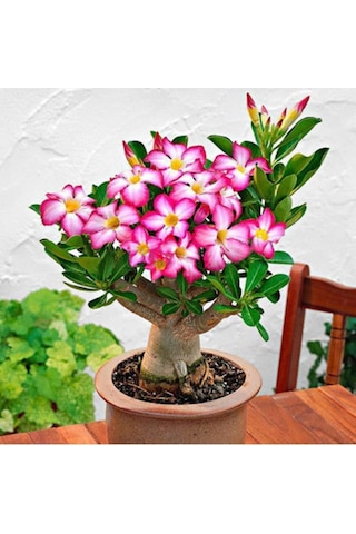 HEDİYELİK Adenium Çöl Gülü Çiçeği Fidanı (Dekoratif Saksı HEDİYELİ)