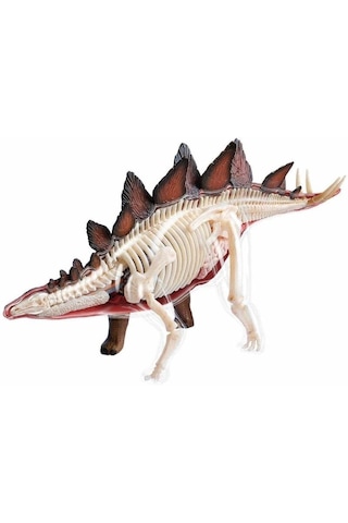 4d Dinozor Anatomi Modeli 39prç.stegosaurus