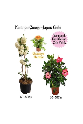 Kartopu Çiçeği 1 Adet +pembe Japon Gülü 1 Adet+sarı Gazanya Hediye Saksılı Bahçe Seti