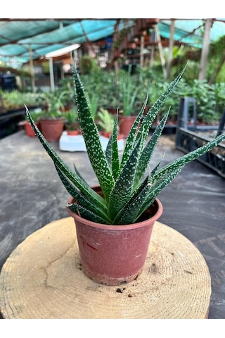 Haworthia Sukulent 8.5 Cm Saksıda