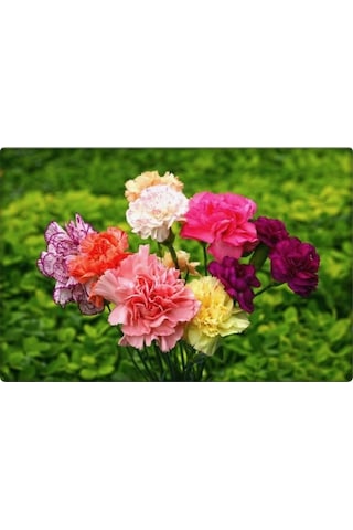 Arzuman Karanfil Tohumu 100 Adet