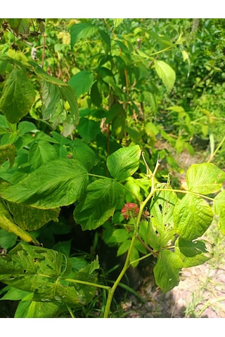 Yeşil Deniz Fidancılık Tüplü Ahududu Frambuaz Fidanı 50-100 Cm