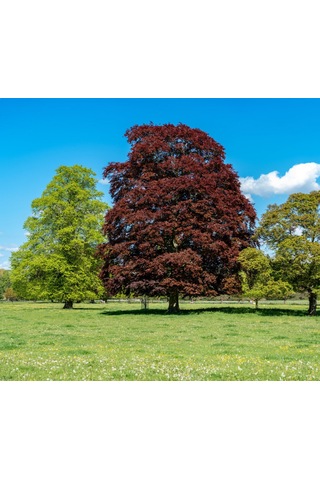Kırmızı Kayın Fidanı 5 Adet - Fagus Sylvatica Atropurpurea