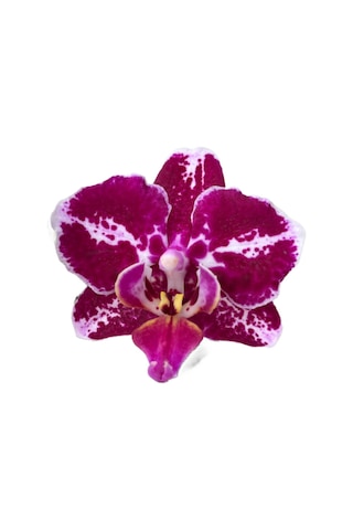Phalaenopsis 'Purple Selina' (Mor Orkide) Ø12 CM Y45-50 CM