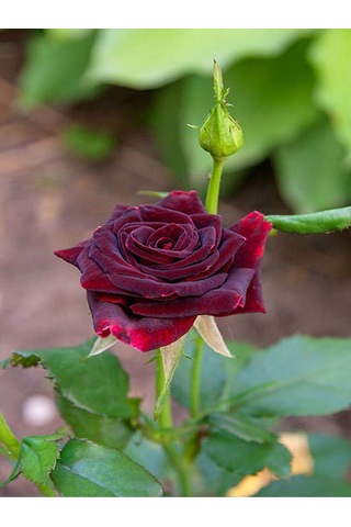 Yediveren Bordo Kokulu Gül Fidanı 2 Adet Saklı/tüplü Bahçe Bitkisi 45-65 Cm Burgundy Rose