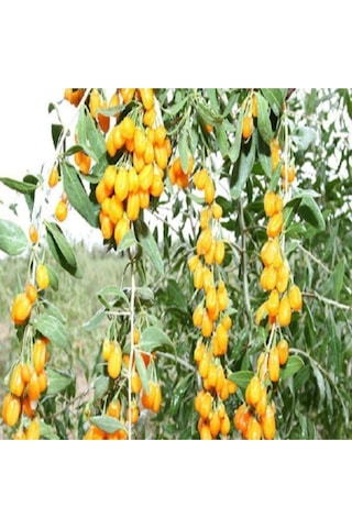 2 Adet Goji Berry Fidanı Sarı Renk Tombul Meyve Tüplü 1 Yaş 12 Ay Dikebilirsiniz....