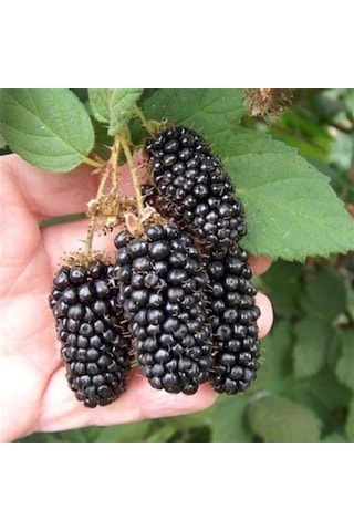 Tüplü Jumbo Böğürtlen Fidanı Tüplü Jumbo Böğürtlen Fidanı