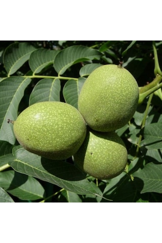 Aşılı Chandler Cevizi Tüplü 3 Yaşında Tüplü Bahçevilya