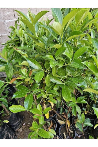 Kartopu Ağacı Fidanı Viburnum Lucidum