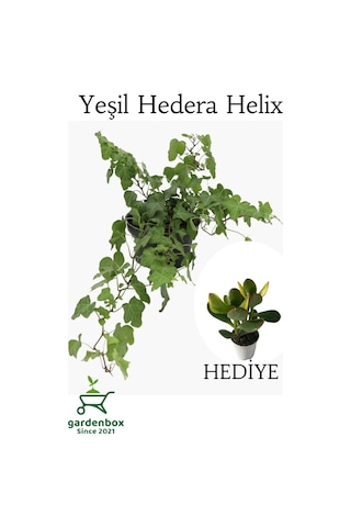 Yeşil Hedera Helix Sarmaşığı 1 Adet Saksılı 30-40cm+yeşim Para Çiçeği