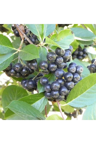 Tüplü Siyah Aronya Aronia Chokeberry Fidanı 15-20Cm