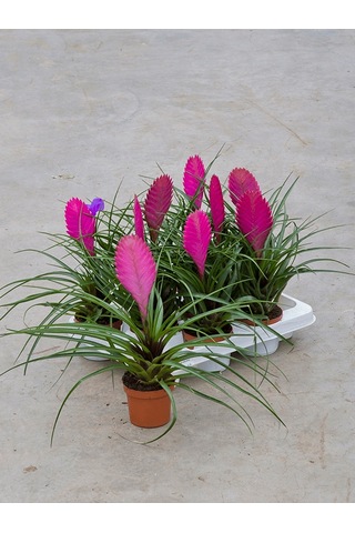 Hava Bitkisi (Tillandsia) Airplant