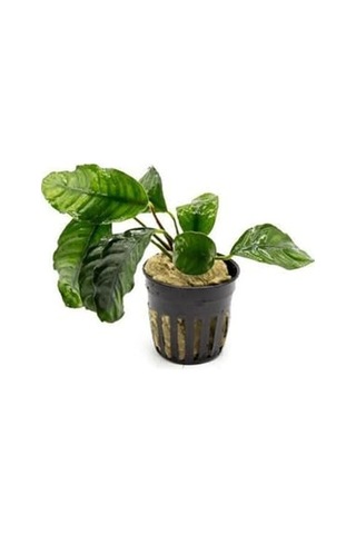 Anubias Coffeefolia Compact Saksı Canlı Bitki