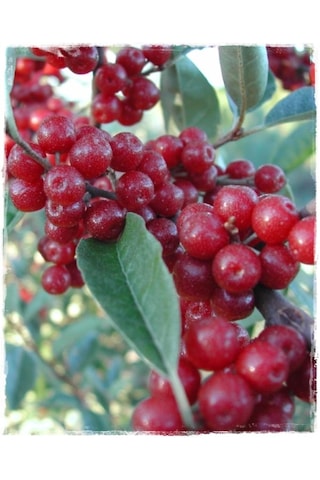 Bahçevilya Güz Yemişi Fidanı 2 Yaşında Tüplü