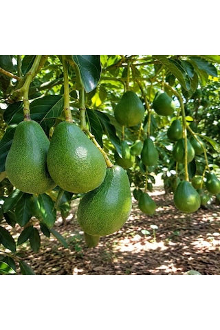 Clifton Avokado 1 KG