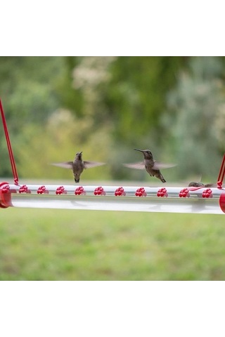 Pazly Delik Askılı Sinek Kuşu Besleyici - Kırmızı Şeffaf Tüp Pencere Bahçe Dolap Çubuk Braketleri
