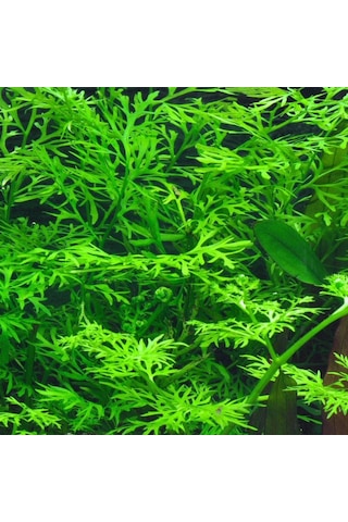 Ceratopteris Thalictroides 1 Bağ Kolay Akvaryum Zemin Bitkisi Canlı Akvaryum Bitkisi