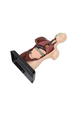 Temel 8 Parçalı İnsan Anatomisi Torso Modeli 24.5 Cm