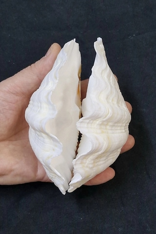 İki Parçalı Deniz Kabuğu Tridacna Gigas 30-p2