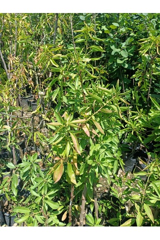 Yeşil Deniz Fidancılık Tüplü Badem Fidanı 50-100 Cm