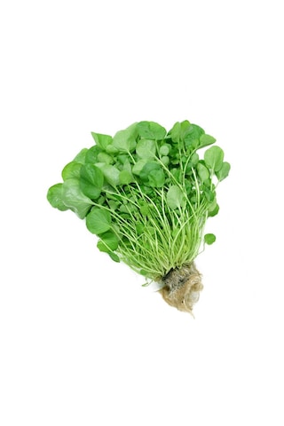 Yerli Tere Tohumu, Geniş Yapraklı, 1 Gram, 600 Adet