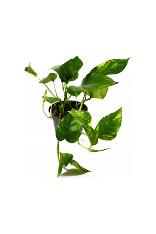 Pothos Alacalı Salon Sarmaşığı Sevgililer Gününe Özel Tül Kuşkonmaz