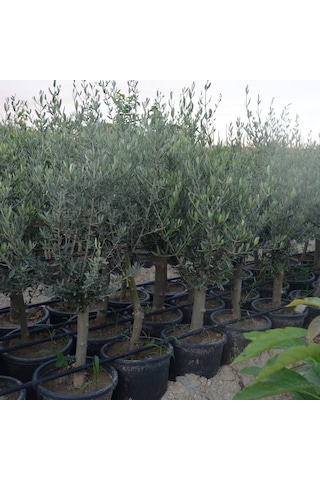 Saksıda Yarı Bodur 7-10 Kutur Gemlik Zeytin Fidanı 4-5 Yaş 50-70