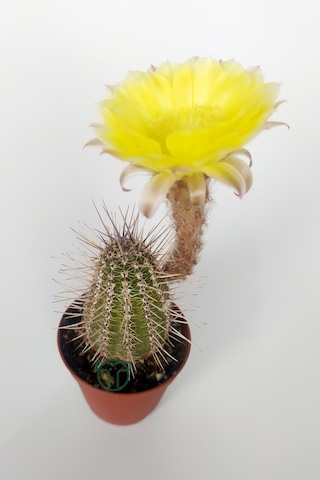 Lobivia Aurea Sarı Çiçek Açan Kaktüs Özel Tür Bol Yavru 5.5 CM Kahverengi Saksıda