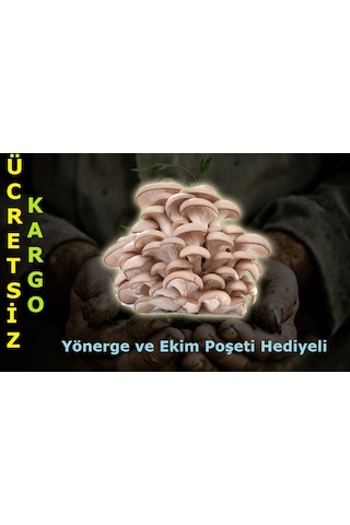 2000 Adet İstiridye Kavak Mantarı Tohumu