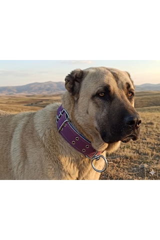 İri Ve Büyük Cinsler İçin Kanğal Köpek Tasması 80x5 Cm Mor