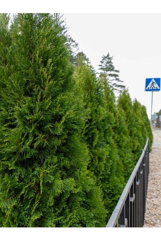 Videolu Leylandi Çit Çamı 20-40 Cm 2 Adet Tüplü Dış Mekan Bitkisi Cupressocyparis Leylandii