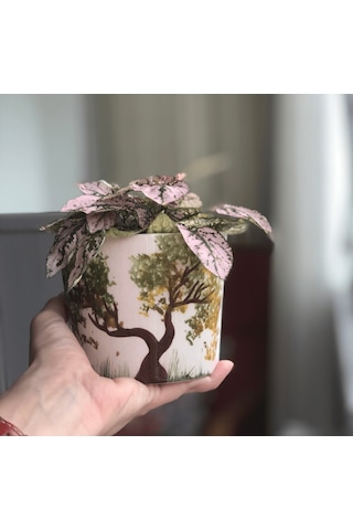 Hypoestes - Fittonia Pembe Hostes Çiçeği Seramik Saksıda 4649