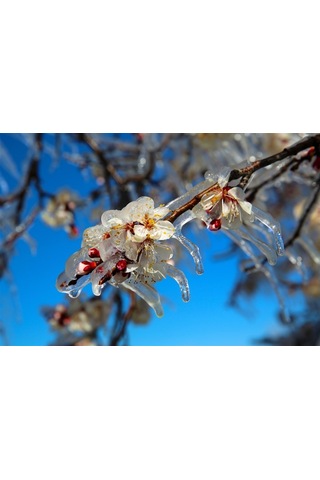 Çiçeklendirici Fosforlu Gübre -P (1 KG)