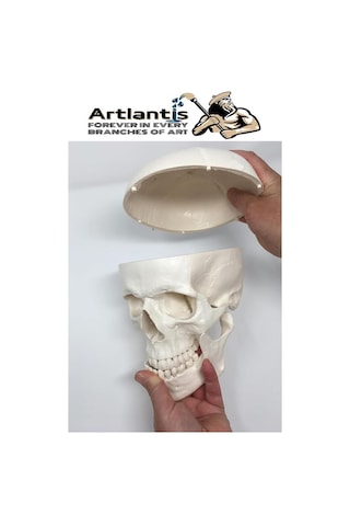 İnsan Kafatası Anatomisi Modeli 1 Adet Kafatası Maketi Gerçek Boyut Anatomik Modeli Deney Bilim Tıbbi Model Cranium
