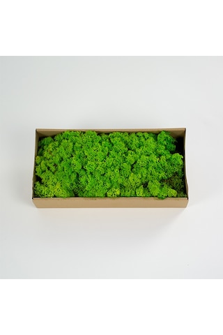 Trend Bahçe Spring Green Şoklanmış Reindermoss Teraryum Yosunu 50 G