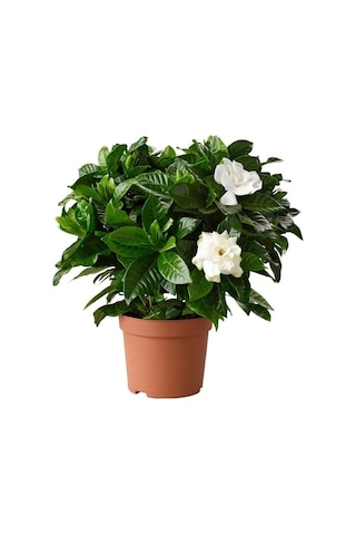 Videolu 1 Adet Kokulu Gardenya Çiçeği Ofis Bitkisi 15-30 Cm Saksılı Iç Mekan Bitkileri Gardenia