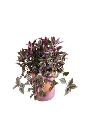 1 Adet Telgraf Çiçeği Kara Sevda Bitkisi 25-40cm Saksılı Black Love Sapling