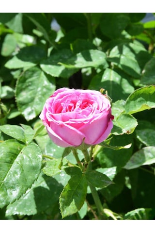 Videolu Pembe Yediveren Kokulu 40 70 Cm 2 Adet Saksılı Aşılı Gül Gül Pink Rose