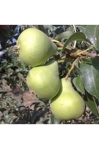 Tüplü, Aşılı, Erkenci Karahüseyin Armut Fidanı