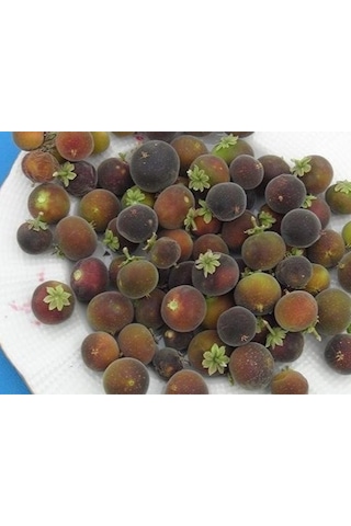 Ketembilla Fidanı 1 Yaş 15-20 Cm