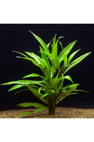Hygrophila Salicifolia Akvaryum Bitkisi Akvaryum Bitkileri 5 Dal