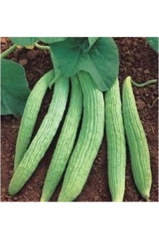 Turşuluk Sert Meyveli Hita Acur Tohumu 20 Tohum