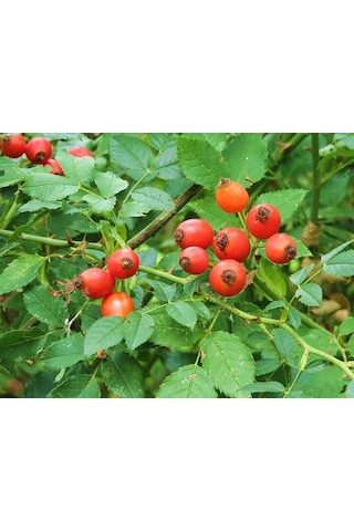 Kuşburnu Fidanı 2 Adet - Rosa Canina