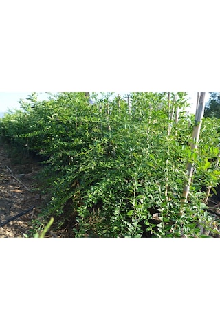 Tüplü 2 Yaş Avusturalya Blood-Kırmızı Lime Limon Fidanı