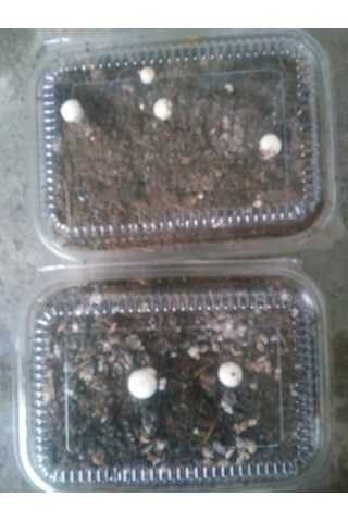 KüLür Mantarı Deneme Hobi Kiti Tohumu İçinde Dahil