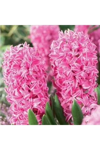 Yoğun Kokulu Pembe Pink Pearl Sümbül Soğanı 3 Adet