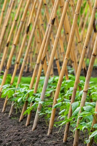 1,5 Metre Fidan Bitki Destek Çubuğu Bambu 50 Adet
